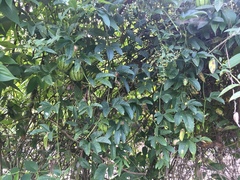 Cionosicys macranthus