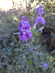 Galeopsis angustifolia