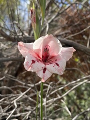 Gladiolus variegatus