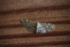 Idaea pervertipennis