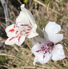 Gladiolus variegatus