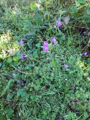 Galeopsis angustifolia