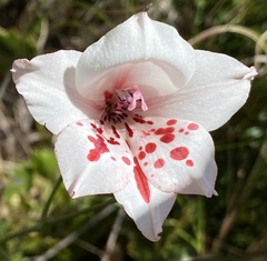 Gladiolus variegatus
