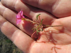 Oxalis droseroides