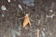 Glaphyria peremptalis