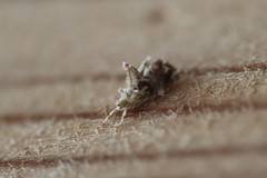 Neodavisia melusina
