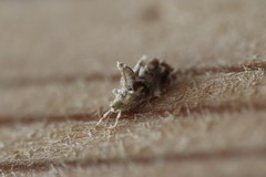 Neodavisia melusina
