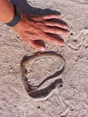 Psammophis leightoni