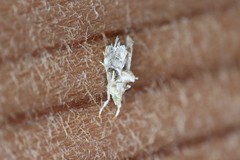 Neodavisia melusina