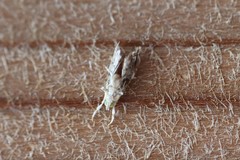 Neodavisia melusina