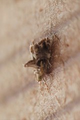 Neodavisia melusina