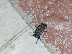 Lanchnophorus singalensis