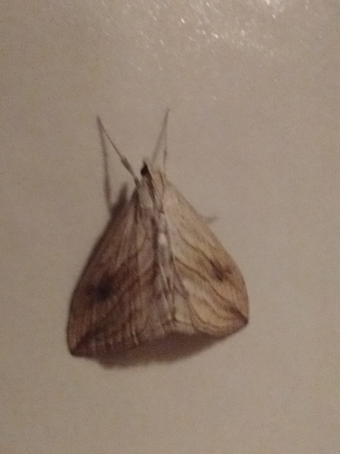 Evergestis forficalis