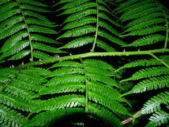 Cyathea andina