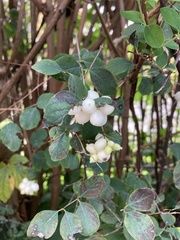 Symphoricarpos albus