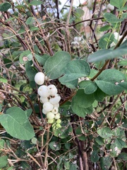 Symphoricarpos albus