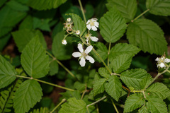 Rubus setosus
