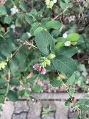 Symphoricarpos albus