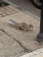 Sciurus carolinensis