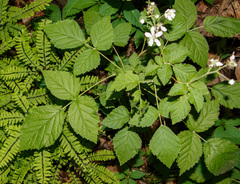 Rubus setosus