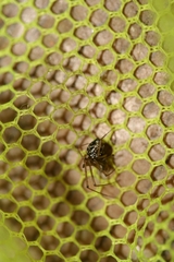 Floronia bucculenta