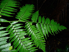 Cyathea andina
