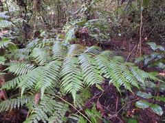 Cyathea andina