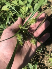Cyperus echinatus