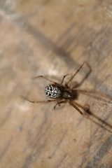 Floronia bucculenta