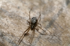 Floronia bucculenta