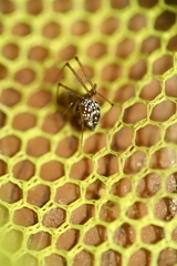 Floronia bucculenta