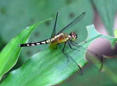 Erythrodiplax fervida