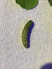 Lepidoptera