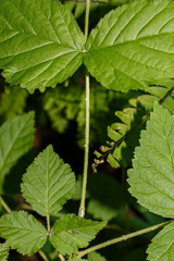 Rubus setosus