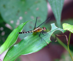 Erythrodiplax fervida