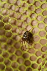 Floronia bucculenta