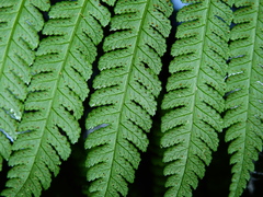 Cyathea andina