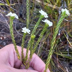 Lachnaea sociorum