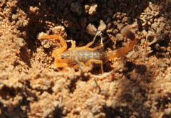 Uroplectes gracilior