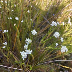 Lachnaea sociorum