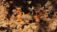 Uroplectes gracilior