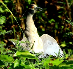 Nyctanassa violacea