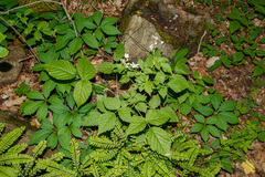 Rubus setosus