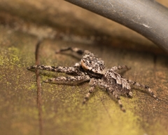 Platycryptus undatus