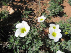 Oxalis adspersa