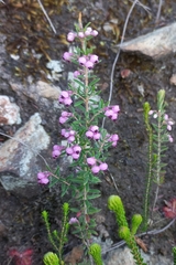 Erica grata