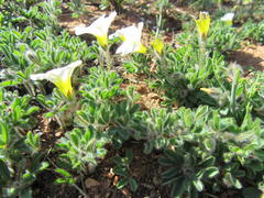 Oxalis adspersa