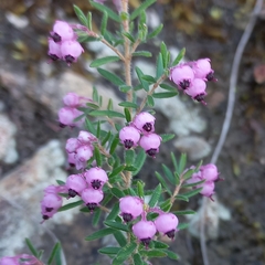 Erica grata