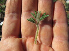 Oxalis adspersa