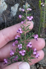 Erica grata
